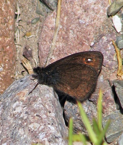 Faunula leucoglene