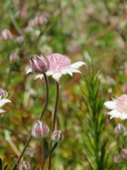 Actinotus forsythii