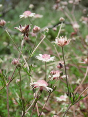 Actinotus forsythii