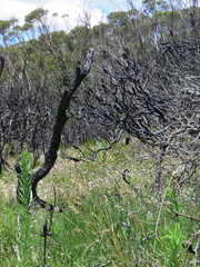 Actinotus forsythii