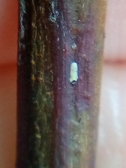 Trullifiorinia acaciae
