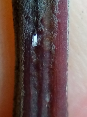 Trullifiorinia acaciae