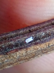 Trullifiorinia acaciae