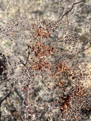 Eriogonum multiflorum