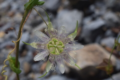 Passiflora rubrotincta