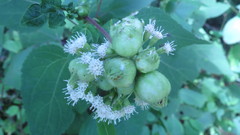 Schizomyia eupatoriflorae