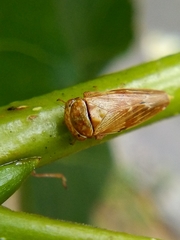 Rhytidodus decimusquartus