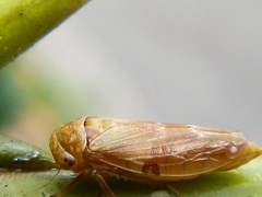 Rhytidodus decimusquartus