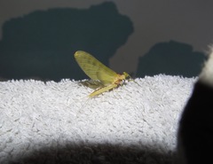 Ameletopsis perscitus