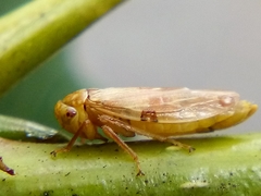 Rhytidodus decimusquartus