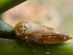 Rhytidodus decimusquartus