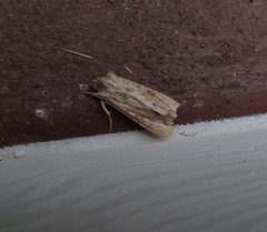 Ichneutica mollis