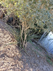 Hesperaloe parviflora