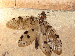 Archichauliodes guttiferus
