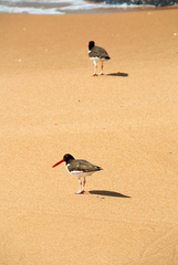 Haematopus palliatus