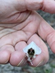 Trichiocercus mesomelas