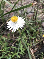 Xerochrysum papillosum