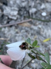 Trichiocercus mesomelas