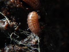Hyloniscus riparius