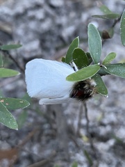 Trichiocercus mesomelas