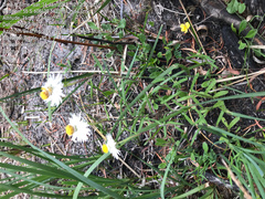Xerochrysum papillosum