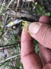 Xerochrysum papillosum