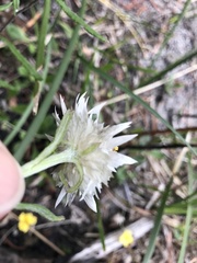 Xerochrysum papillosum