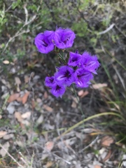 Thysanotus multiflorus