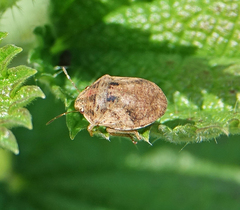 Sphyrocoris obliquus