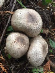 Agaricus moelleri