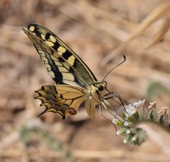 Papilio machaon