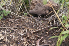 Stenocercus guentheri