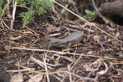 Stenocercus guentheri