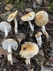 Hygrophorus discoideus