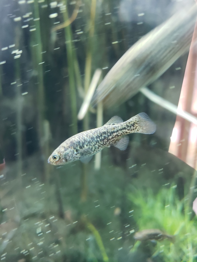 Pahrump Poolfish