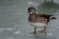 Aix galericulata