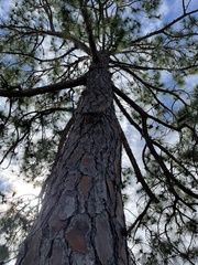Pinus