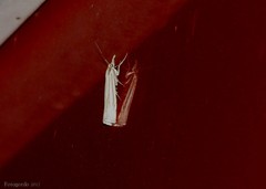 Crambus laqueatellus
