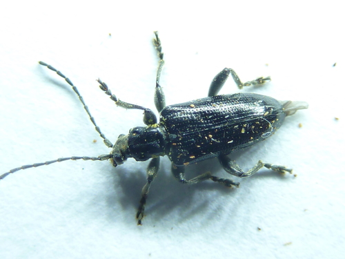 Sleek Aquatic Leaf Beetle