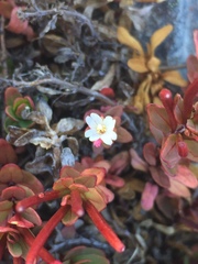 Epilobium porphyrium