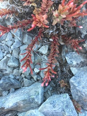 Epilobium porphyrium