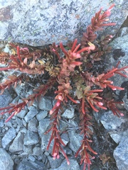 Epilobium porphyrium