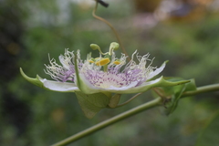 Passiflora rubrotincta
