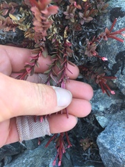 Epilobium porphyrium