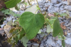 Passiflora rubrotincta