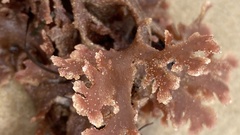 Haloplegma preissii
