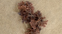 Haloplegma preissii