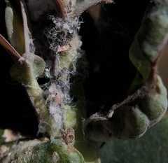 Ctenarytaina eucalypti