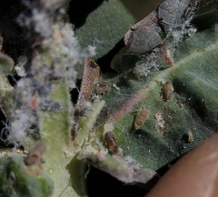 Ctenarytaina eucalypti