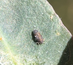 Ctenarytaina eucalypti
